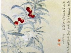 花卉图册之凤仙花
