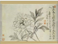 杂画图册之墨笔牡丹