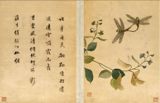 葡萄松鼠图,扁豆